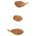 thumbnail image 2 of Cardamom, Red (Cao Guo), 2 of 2