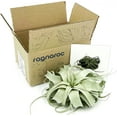 thumbnail image 6 of ragnaroc Live Air Plant - Tillandsia Xerographica, Jumbo 6-9” – 1 ct - Ideal for Gifts & Presents, Live Indoor Plants & Live House-Plants – Live Plants for Home décor, 6 of 8