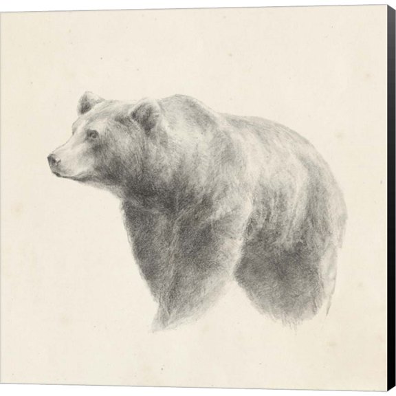 Western Bear Study by Ethan Harper, Canvas Wall Art, 24W x 24H
