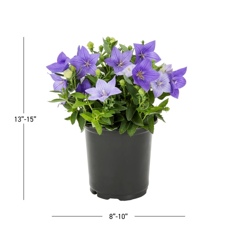 aquarium plant soil Aquario Neo Soil - Planted Aquarium Substrate main image 1