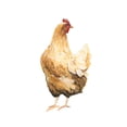 thumbnail image 2 of Scarvey, Emma 26x32 White Modern Wood Framed Museum Art Print Titled - Autumn Chicken III, 2 of 4