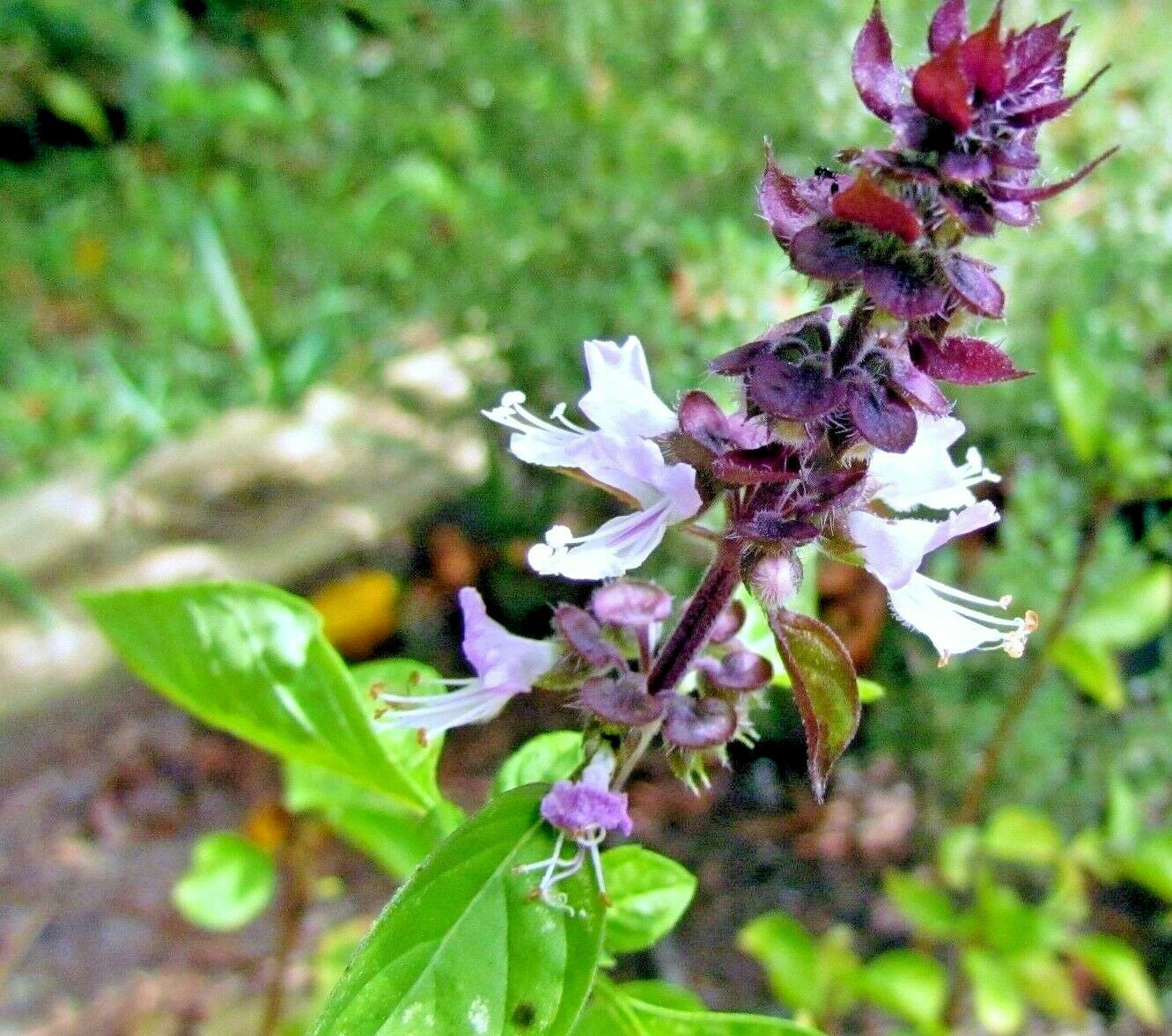 BASIL RARE MEXICAN SWEET 600 SEEDS HERB HEIRLOOM INSECT REPELLING COMBINED SHIP 