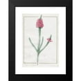 thumbnail image 2 of Pierre Joseph Redouté 18x24 Black Modern Framed Museum Art Print Titled - Erica Fulgida (1813), 2 of 5