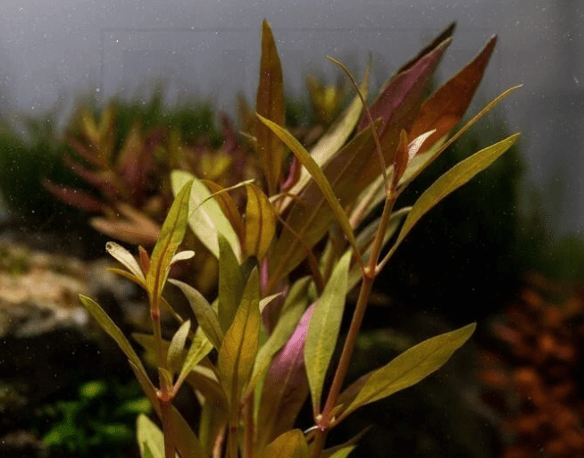 Alternanthera Reineckii Scarlet Temple Live Aquarium Plant – Red Freshwater Bunch Plant