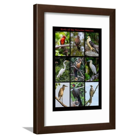 Framed Bird Prints For Sale Poster featuring nine birds founds in the Amazon rainforest of northern Peru Framed Print Wall Art By Mallorie Ostrowitz ()