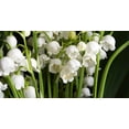 thumbnail image 5 of Luxury Room Mist Island Breeze Scent Air-Freshener Room Mist Spray 9.47 oz, 5 of 8