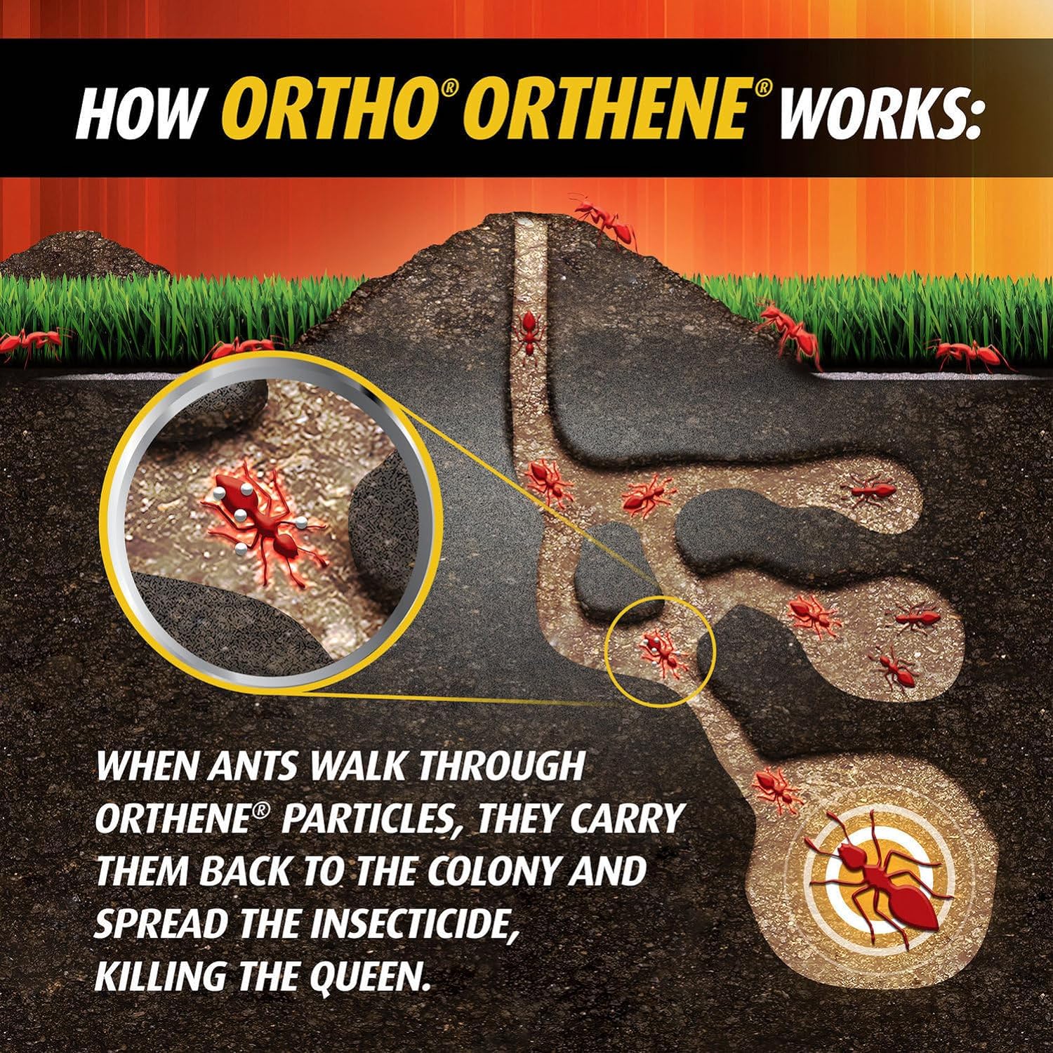 Ortho Orthene Fire Ant Killer - Long Lasting Protection, Mosquito, Ant, Roach, and Insect Killer Safe for Pets, Plants, Kids - 12 oz. (pack of 2 )