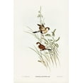 thumbnail image 2 of Gould, John 17x24 White Modern Wood Framed Museum Art Print Titled - White-eared Grass Finch-Poephila leucotis, 2 of 4