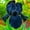 B, variant on Iris, Low Maintenance - Easy Grow - Ideal for Beds Borders, Plant Pots & Planters