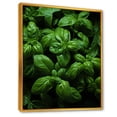 thumbnail image 2 of Designart "Vibrant Basil Herbs IV" Floral Framed Wall Art - Traditional Green Herbs Entryway Framed Wall Art, 2 of 6