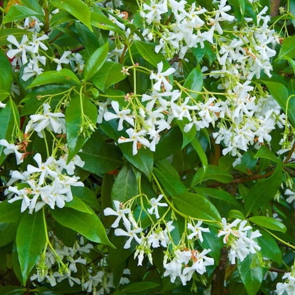 Star Jasmine Live Climbing Vine- 1 Gallon