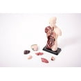 thumbnail image 2 of Human Torso - Anatomically Accurate Model Kit, 2 of 6