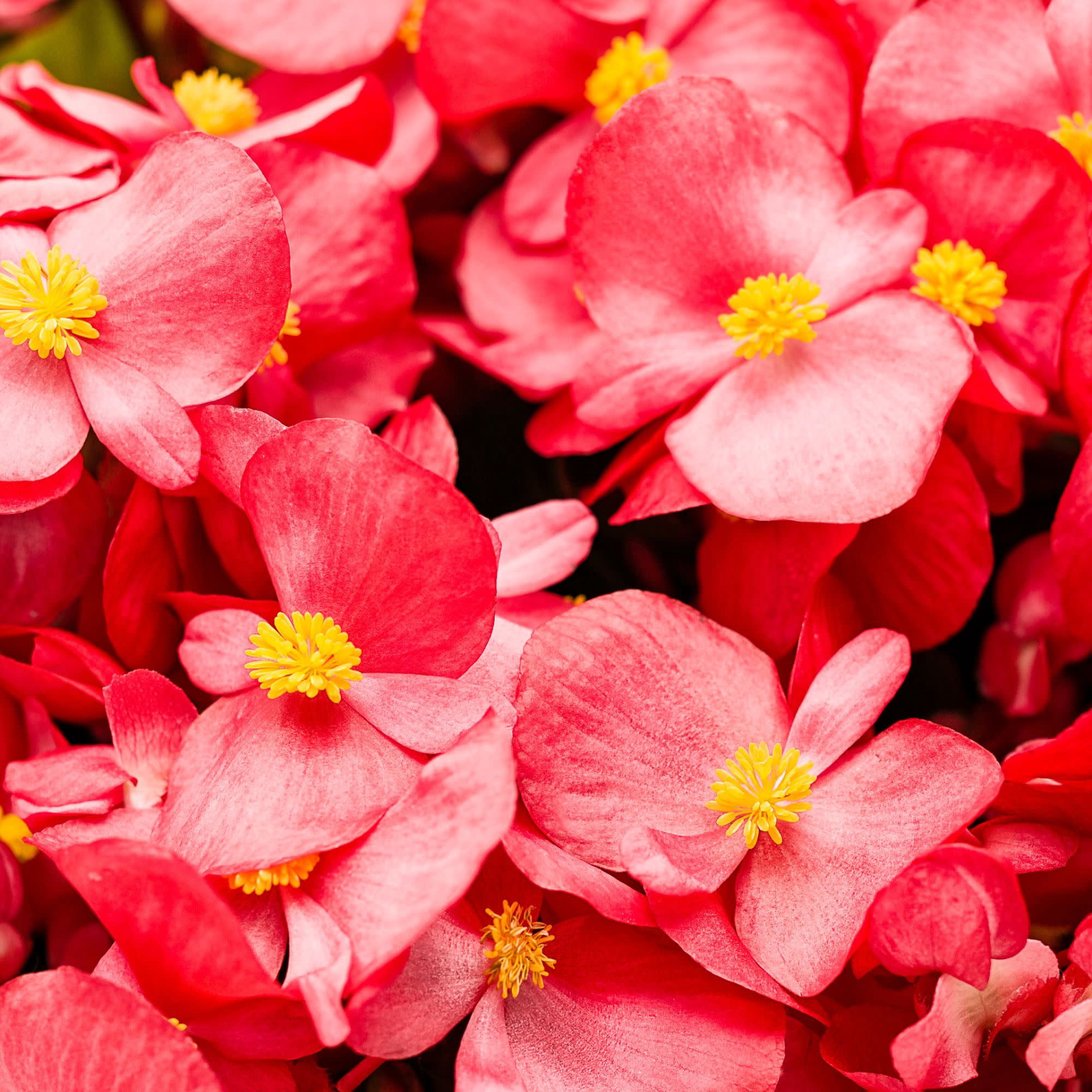 Proven Winners 4" Surefire Red Begonia Live Plant in 4.25" Pot (4 Count)