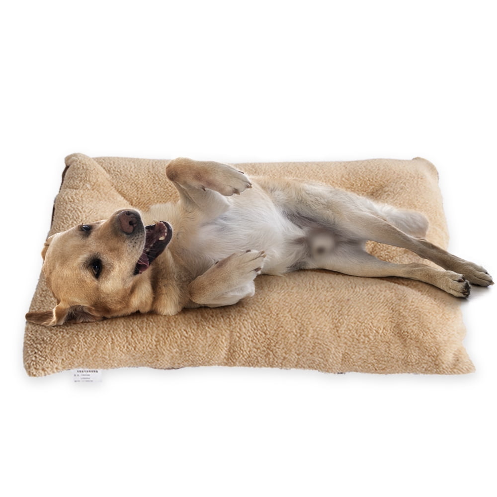 Should Two Dogs Sleep In Same Crate