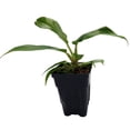 thumbnail image 4 of Jungle Boogie Philodendron- 2.5" Pot, 4 of 4