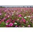 thumbnail image 4 of "Sensation Mix" Cosmos Flower Seeds for Planting, 100+ Seeds Per Packet Non GMO & Heirloom Seeds, Scientific Name Cosmos bipinnatus, Great Home Flower Garden Gift, 4 of 6
