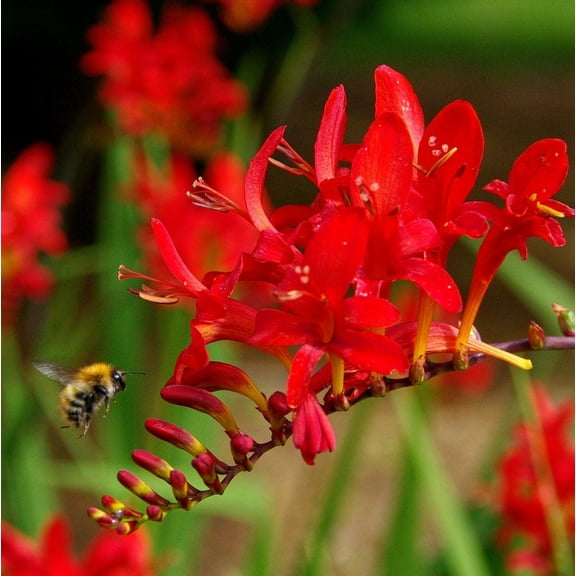 Flourish Crocosmia Red Lucifer Plant Bulbs (5 Count), Bright Red Flowers