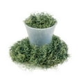 thumbnail image 3 of ⭐ PREMIUM Spanish Moss in Basil| Natural Preserved - Great Ground Cover - Filler for Potted Plants - by ://N ★ LOVA - 10 Quart Bag, 3 of 5