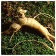 thumbnail image 3 of Everwilde Farms - 1 oz Ginseng Native Wildflower Seeds - Gold Vault Bulk Seed Packet, 3 of 3