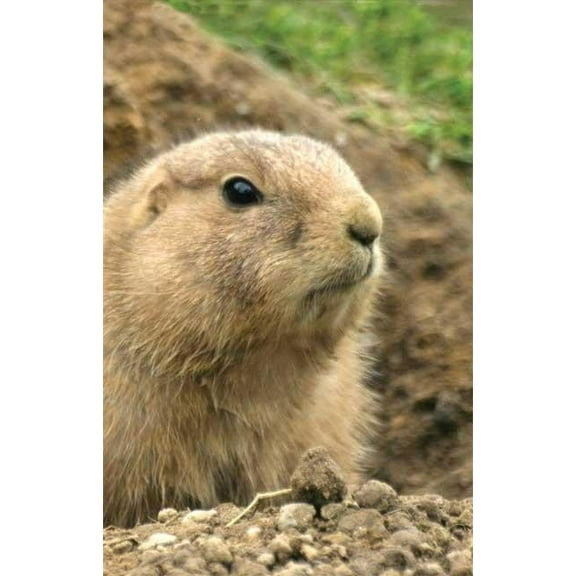 Nodin Press Blank Journals Prairie Dog Lined Journal, (Hardcover)