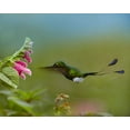 thumbnail image 2 of Fitzharris, Tim 31x26 Black Ornate Wood Framed with Double Matting Museum Art Print Titled - Booted Racket-Tail Hummingbird, 2 of 4