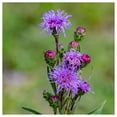 thumbnail image 4 of Everwilde Farms - 200 Button Blazing Star Native Wildflower Seeds - Gold Vault Seed Packet, 4 of 5