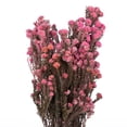 thumbnail image 2 of Vickerman 16-22" Light Pink Cotton Phylica Flower, 4-5 oz Bundle, Preserved, 2 of 5