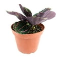 thumbnail image 6 of Calathea Dottie Prayer Plant (4" Minimalist Pot) - Colorful Foliage Houseplant for Home Office Decoration - Live, Healthy, Easy to Care Plant for Beginners, 6 of 7