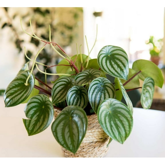 Peperomia Watermelon Live Plant in 4" Pot - Peperomia Argyreia - Striped Peperomia - Tropical Houseplant