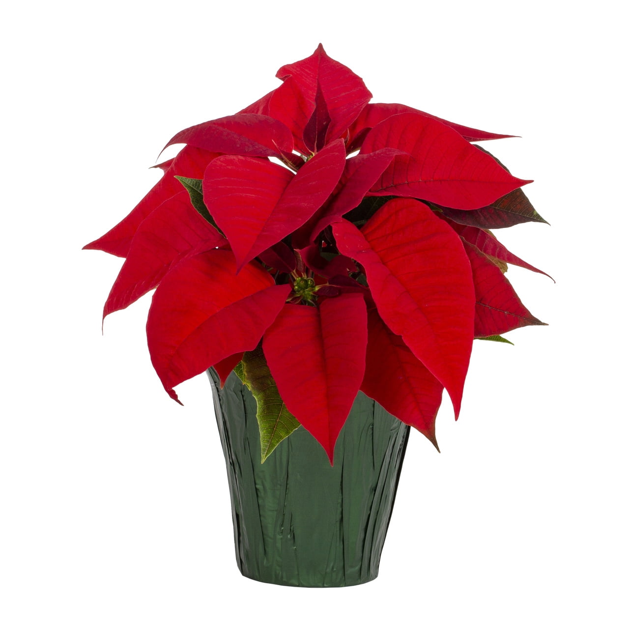 Holiday Time Pint Red Poinsettia Live Houseplant Green Foil Cover Indirect Sunlight 6 Pack