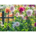 thumbnail image 2 of Gulin, Sylvia 14x12 Black Ornate Wood Framed with Double Matting Museum Art Print Titled - Oregon-Canby-Swam Island Dahlias-Dahlia flower garden in full color, 2 of 4