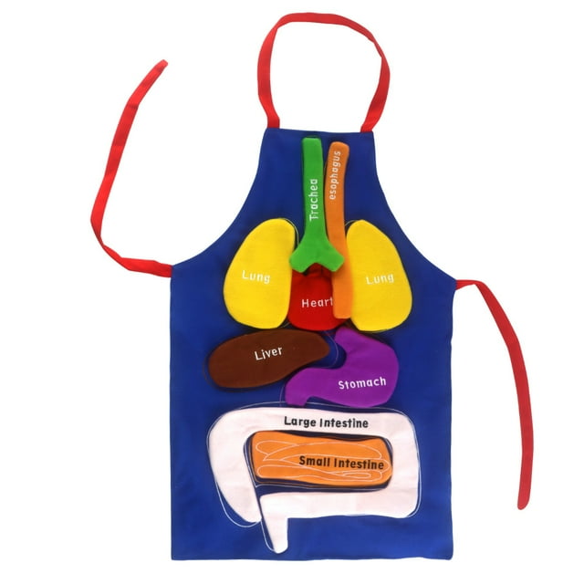 Delantal de órganos 3D, delantal de órganos del cuerpo humano, herramienta educativa de concienciación, juguete para niños, delantal de disfraz de anatomía, vísceras rellenas de felpa