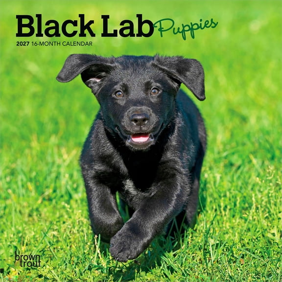 Black Labrador Retriever Puppies | 2027 7x14" (Hanging) Wall Calendar