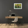 thumbnail image 3 of Illg, Cathy and Gordon 32x23 White Modern Wood Framed Museum Art Print Titled - Colorado, Brainard Lake Moose in velvet antlers, 3 of 4
