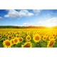 thumbnail image 3 of MOON.QG Fondo de fotografía de campo de granja de primavera, paisaje de pastizales con girasoles, fondo para sesión fotográfica de fiesta, decoración personalizada, accesorios para fotos, 3 of 5