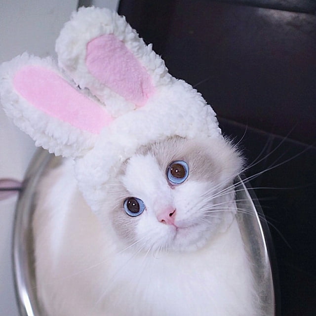 Gorra para gato, sombrero para mascotas, sombrero ligero para mascotas, disfraz de sombrero para mascotas, valor inmejorable