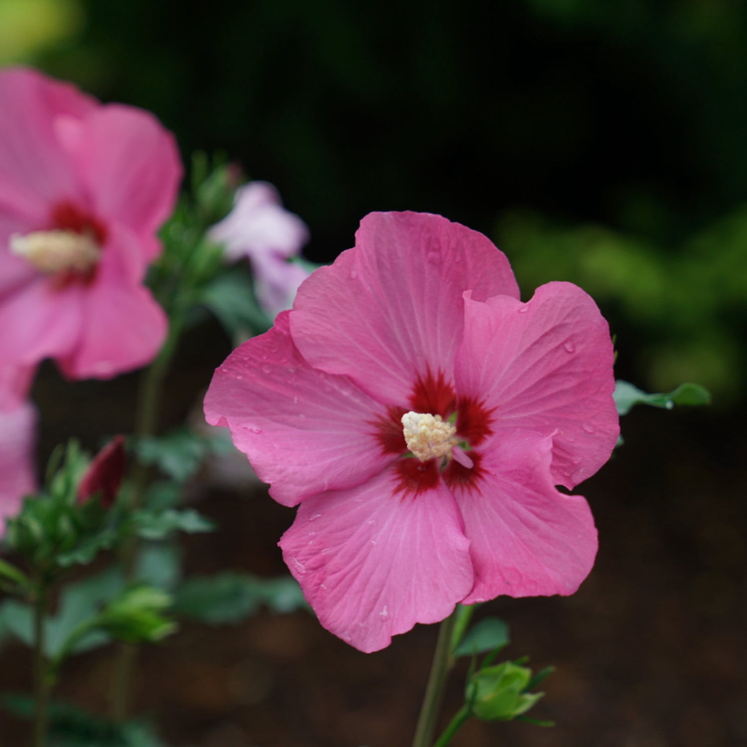 Proven Winners ColorChoice 5" Red Paraplu Rouge Rose of Sharon Live Plant in 4.5" Pot (4 Count)