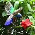 thumbnail image 1 of Pájaro decorativo artificial del colibrí del pájaro con las plumas, ornamento de la decoración del jardín casero DYNWAVEMX Aves decorativas artificiales, 1 of 8