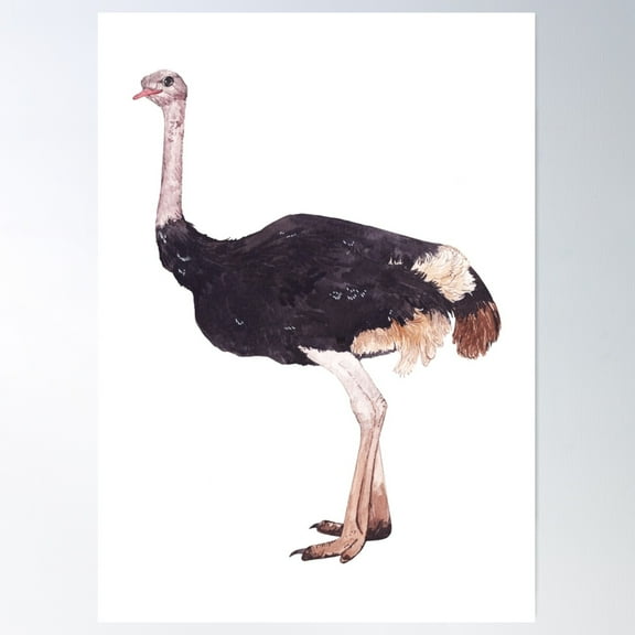 Ostrich-Struthio Camelus Poster Wall Art, Modern Wall Decor For Living Room Bedroom, 8x12 UNFRAMED