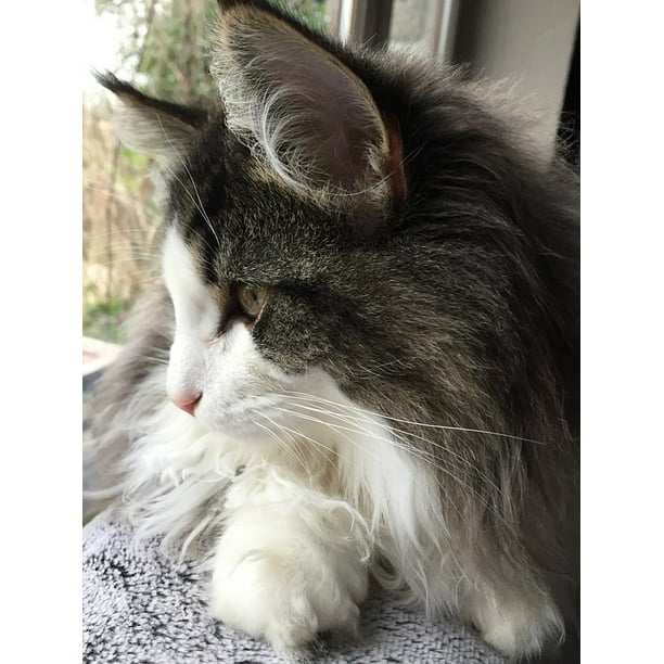 Pet Norvaƒae A A Aƒa Sa A C Gien Blanc White Gris Chat Poils Longs Inch By 30 Inch Laminated Poster With Bright Colors And Vivid Imagery Fits Perfectly In Many Attractive Frames Walmart Com Walmart Com