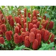 thumbnail image 2 of Pack 8 Hawaiian Awapuhi Shampoo Ginger Rhizomes Pinecone Ginger Red Ginger Lily Bulbs, Grow Indoor or Outdoor, 2 of 6