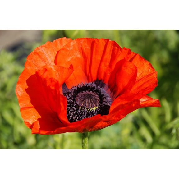 Seedville 100 Turkish Poppy Papaver Somniferum Flower Seeds, Early Fall