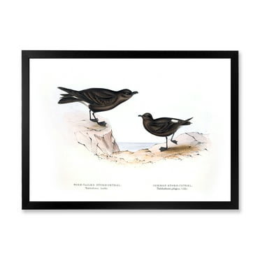 Designart 'Ancient Bird Of Europe III' Traditional Framed Art Print