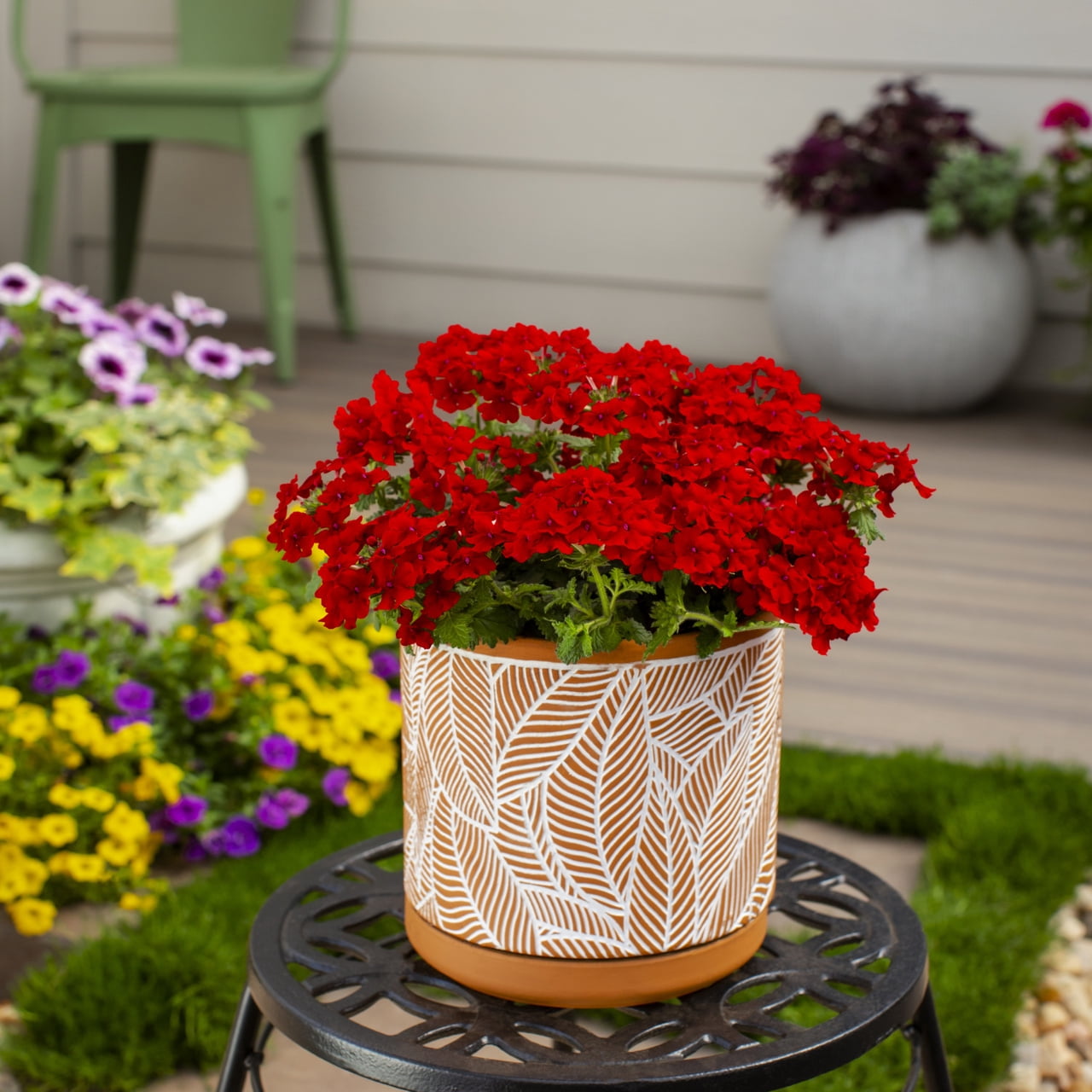 Proven Winners 1.5PT Red Verbena Live Annual Plant Sun 5-Pack