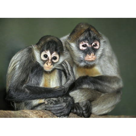 Kohl's Canada Calgary Squirrel Monkeys Calgary Zoo Calgary Alberta Canada Canvas Art - Darwin Wiggett Design Pics (16 x 12) ()