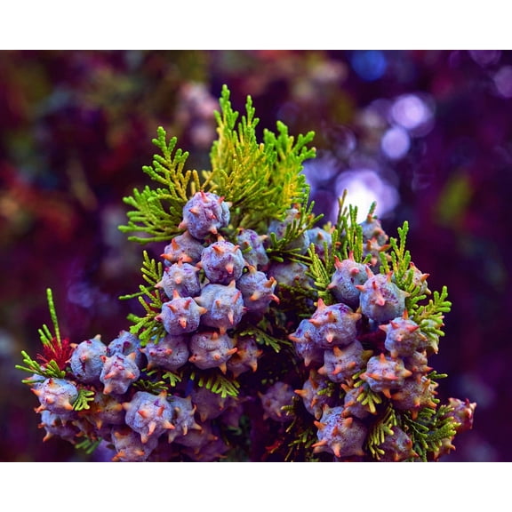 30 Oriental Arborvitae Tree Seeds for Planting - Platycladus orientalis