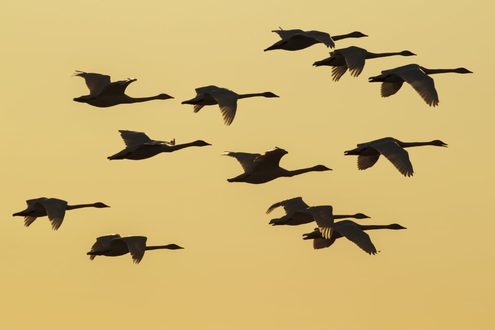 Trumpeter Swans Take To The Air At Sunset Above Marsh Lake As They Make Their Way Towards Their Next Destination During Spring Migration Yukon Canada Composite Canvas Art - John Hyde Design Pics (19