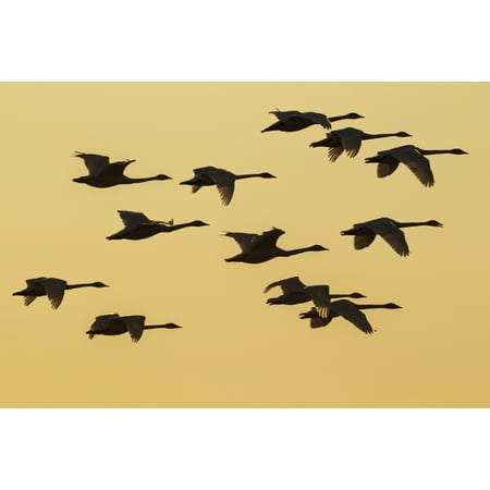 Trumpeter Swans Take To The Air At Sunset Above Marsh Lake As They Make Their Way Towards Their Next Destination During Spring Migration Yukon Canada Composite Canvas Art - John Hyde  Design Pics (19