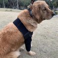 thumbnail image 4 of Coderas protectoras transpirables para perros que brindan soporte para codos y hombros. Higroma de codo canino, displasia, osteoartritis., 4 of 5