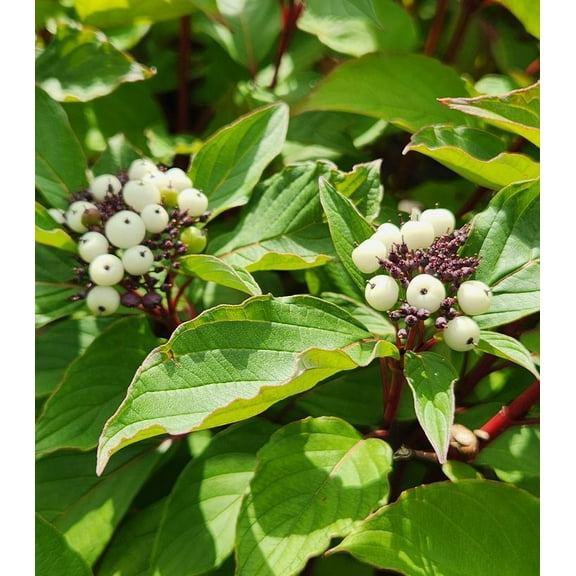 Baileyi Redosier Dogwood-Deciduous Shrub-Colorful Stems for Winter  3 Gallon